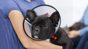 small black dog in cone being held by owner