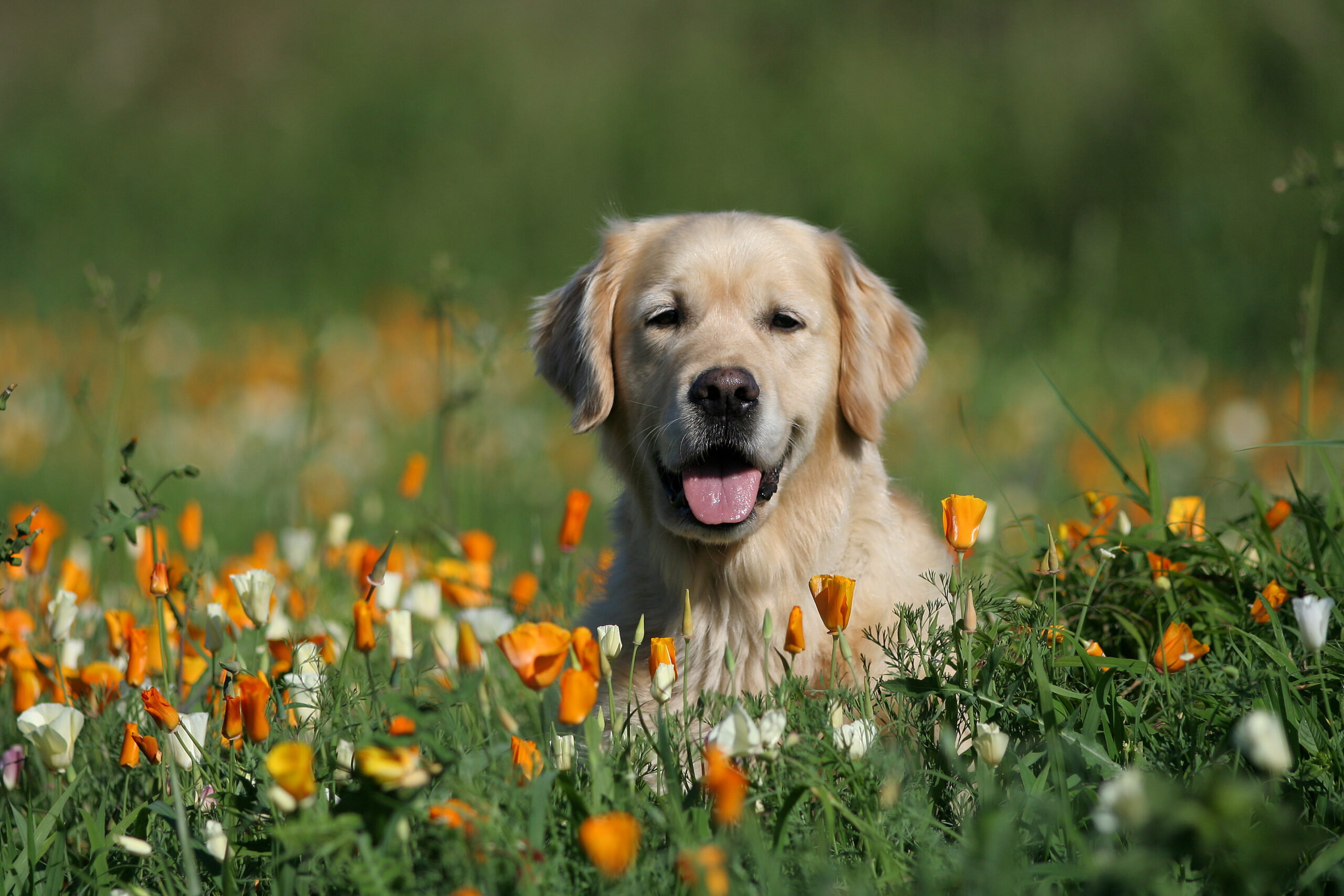 ambiance bucolique pour le golden retriever