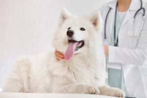 Assisi Loop Therapy for Pets